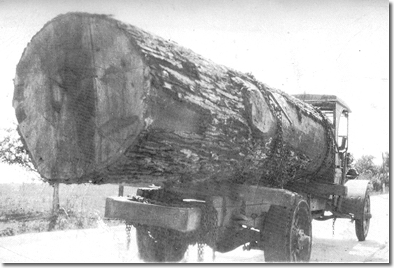 The Big Log